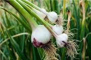 تسهیلات اشتغالزایی به متقاضیان کشت موسیر در روستای حبشی پرداخت می‌شود