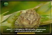 مبارزه شیمیایی  با آفت سن غلات در سطح 404755 هکتار در مزارع گندم و جو در سال 1401