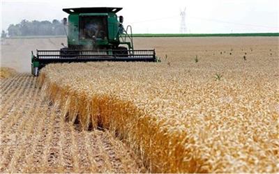 پیش بینی برداشت 130 هزار تن گندم و جو از مزارع کبودراهنگ