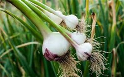 تسهیلات اشتغالزایی به متقاضیان کشت موسیر در روستای حبشی پرداخت می‌شود