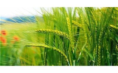 طرح جهش تولید در دیمزارهای شهرستان همدان بصورت جدی در حال پیگیری است*