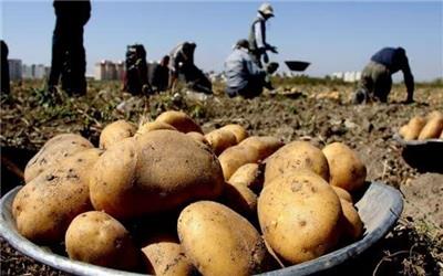ضایعات محصولات سیب زمینی در همدان 20درصد کاهش یافت