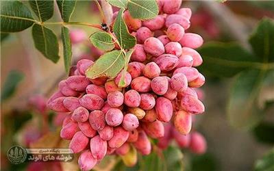 سطح زیرکشت باغ‌های پسته در همدان به 404 هکتار رسید