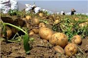 تولید 300 هزار تن سیب زمینی پاییزه در شهرستان بهار